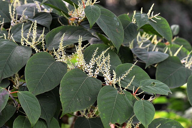 Knotweed 2699120 640